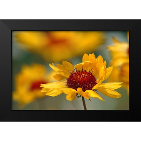 Canada-Alberta-Jasper National Park Brown-eyed Susan flower close-up Black Modern Wood Framed Art Print by Jaynes Gallery