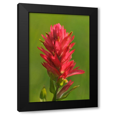 Canada-Alberta-Banff National Park Indian paintbrush flower close-up Black Modern Wood Framed Art Print by Jaynes Gallery