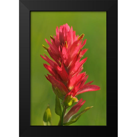 Canada-Alberta-Banff National Park Indian paintbrush flower close-up Black Modern Wood Framed Art Print by Jaynes Gallery