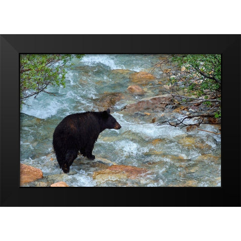 Canada-Alberta-Banff National Park American black bear sow crossing creek Black Modern Wood Framed Art Print by Jaynes Gallery