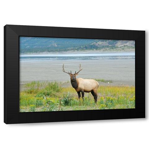 Canada-Alberta-Jasper National Park Male elk in field Black Modern Wood Framed Art Print by Jaynes Gallery