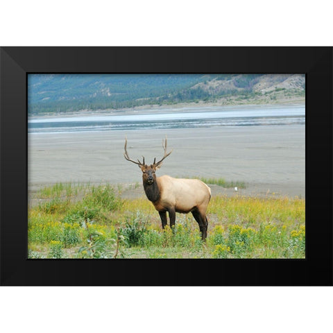 Canada-Alberta-Jasper National Park Male elk in field Black Modern Wood Framed Art Print by Jaynes Gallery