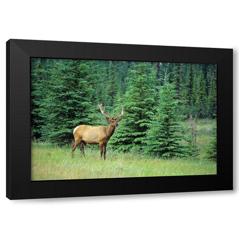 Canada-Alberta-Jasper National Park Male elk in field Black Modern Wood Framed Art Print by Jaynes Gallery