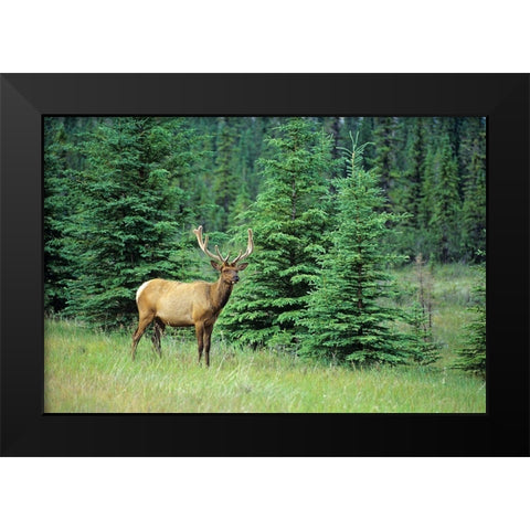 Canada-Alberta-Jasper National Park Male elk in field Black Modern Wood Framed Art Print by Jaynes Gallery