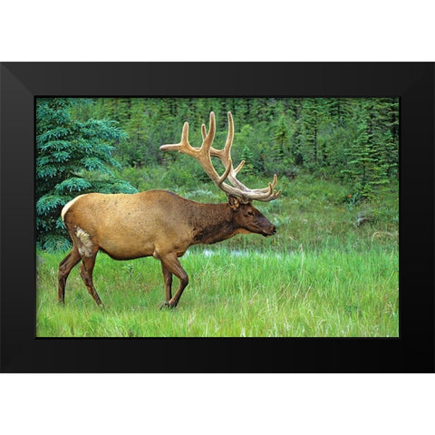 Canada-Alberta-Jasper National Park Male elk walking Black Modern Wood Framed Art Print by Jaynes Gallery