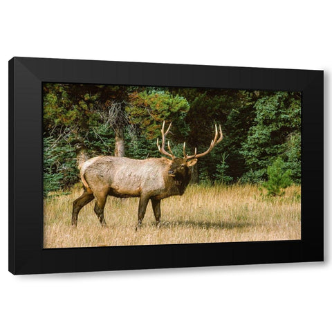 Bull elk with huge rack-Banff National Park-Canada Black Modern Wood Framed Art Print with Double Matting by Garber, Howie