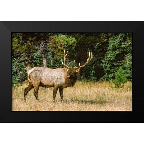 Bull elk with huge rack-Banff National Park-Canada Black Modern Wood Framed Art Print by Garber, Howie