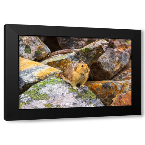 American Pika-Ochotona princeps-Jasper National Park-Alberta-Canada Black Modern Wood Framed Art Print by Bishop, Russ