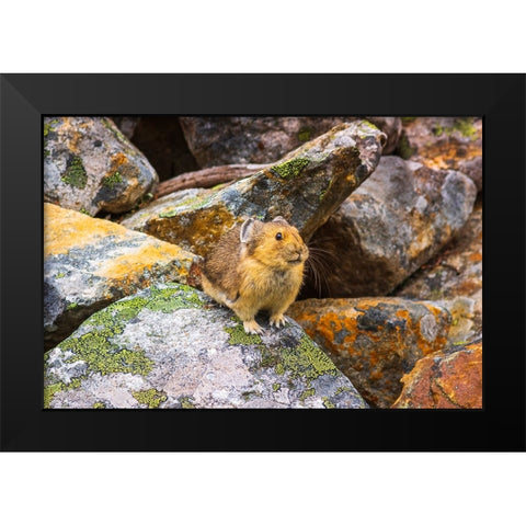 American Pika-Ochotona princeps-Jasper National Park-Alberta-Canada Black Modern Wood Framed Art Print by Bishop, Russ