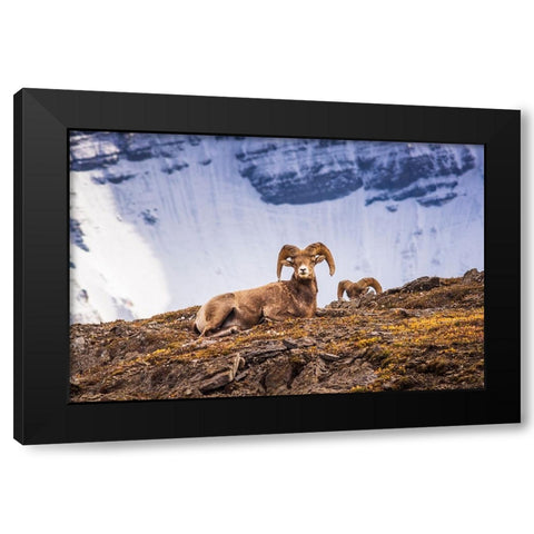 Bighorn rams on Wilcox Ridge under Mount Athabasca-Jasper National Park-Alberta-Canada Black Modern Wood Framed Art Print with Double Matting by Bishop, Russ