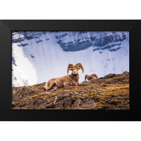 Bighorn rams on Wilcox Ridge under Mount Athabasca-Jasper National Park-Alberta-Canada Black Modern Wood Framed Art Print by Bishop, Russ