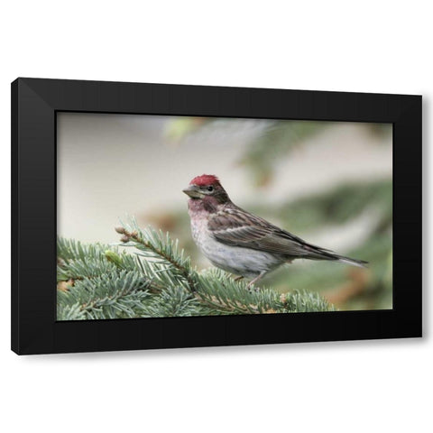 Canada, BC, Kamloops Cassins finch in a pine Black Modern Wood Framed Art Print by Morris, Arthur