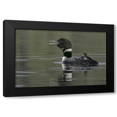 Canada, BC, Kamloops Common loon with chick Black Modern Wood Framed Art Print by Morris, Arthur