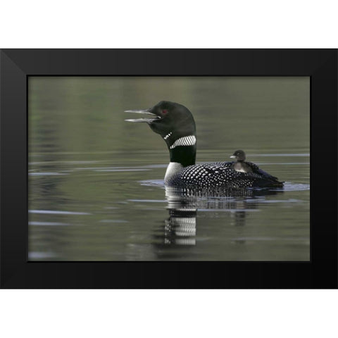Canada, BC, Kamloops Common loon with chick Black Modern Wood Framed Art Print by Morris, Arthur