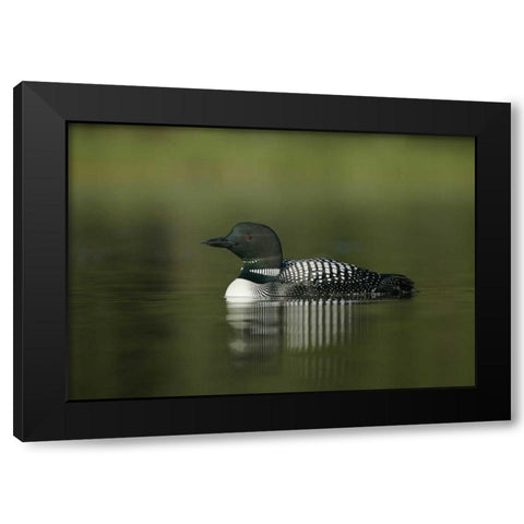 Canada, BC, Kamloops Portrait of common loon Black Modern Wood Framed Art Print with Double Matting by Morris, Arthur