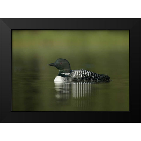 Canada, BC, Kamloops Portrait of common loon Black Modern Wood Framed Art Print by Morris, Arthur