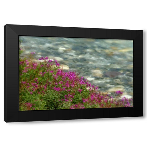 Canada, Kootenay NP Fireweed grows by stream Black Modern Wood Framed Art Print with Double Matting by Paulson, Don