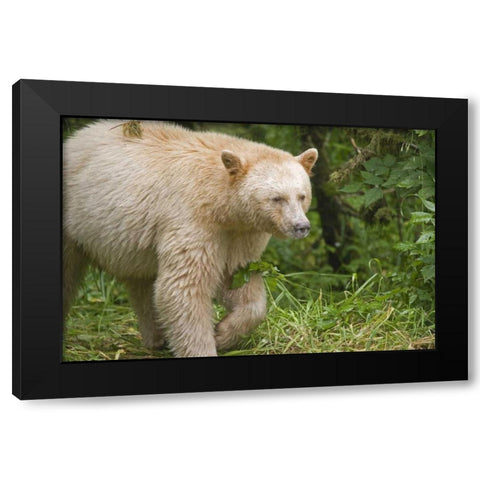 Canada, BC, Princess Royal Island Spirit Bear Black Modern Wood Framed Art Print by Paulson, Don