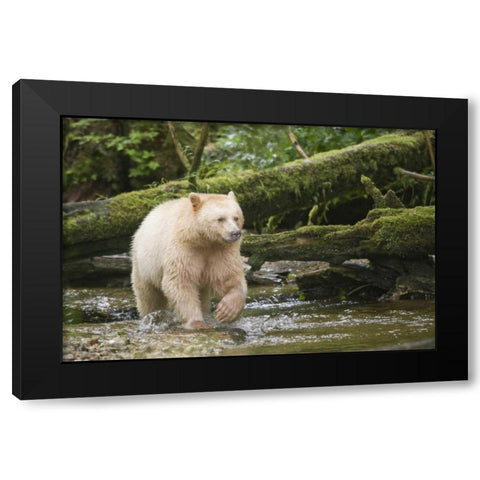 Canada, BC, Princess Royal Island Spirit Bear Black Modern Wood Framed Art Print with Double Matting by Paulson, Don