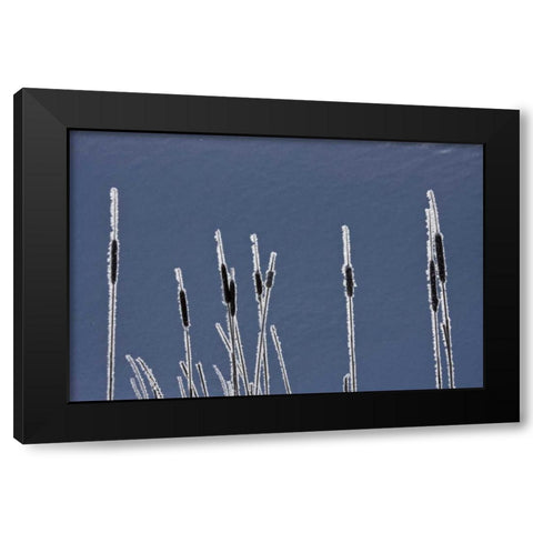 Canada, BC Bulrushes coated with hoar frost Black Modern Wood Framed Art Print by Young, Bill