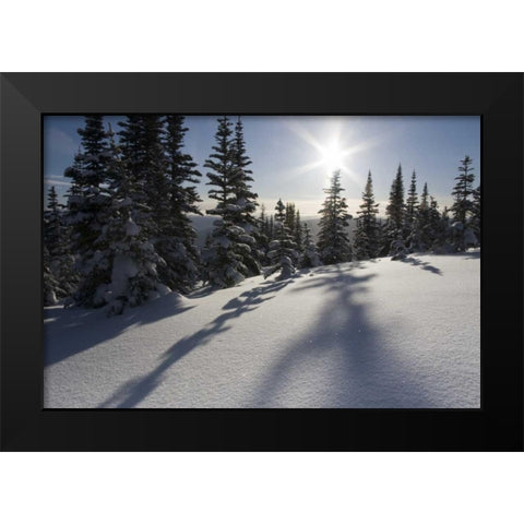 Canada, BC, Smithers Snow-laden spruce trees Black Modern Wood Framed Art Print by Young, Bill