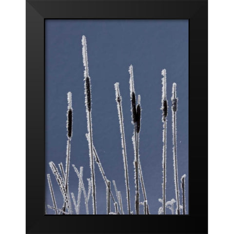 Canada, BC Bulrushes coated with hoar frost Black Modern Wood Framed Art Print by Young, Bill