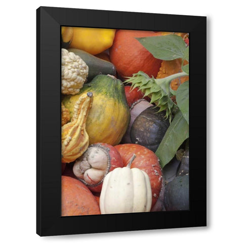 Canada, BC, Keremeos Winter squash Black Modern Wood Framed Art Print with Double Matting by Paulson, Don