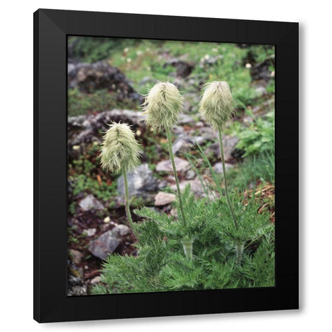 Canada, BC, Wildflowers in the Forest Black Modern Wood Framed Art Print with Double Matting by Talbot Frank, Christopher
