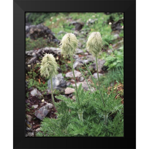 Canada, BC, Wildflowers in the Forest Black Modern Wood Framed Art Print by Talbot Frank, Christopher