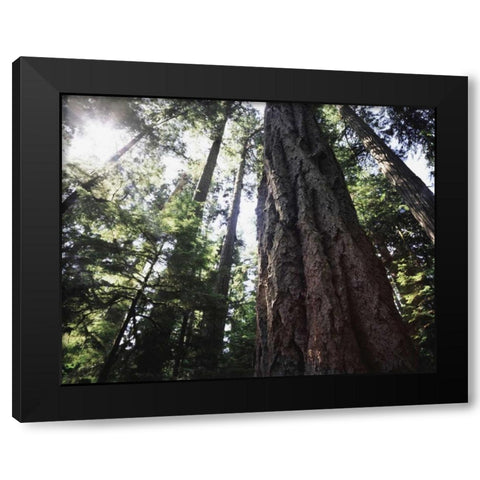 Canada, Vancouver This old-growth Douglas Fir Black Modern Wood Framed Art Print by Talbot Frank, Christopher