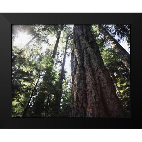 Canada, Vancouver This old-growth Douglas Fir Black Modern Wood Framed Art Print by Talbot Frank, Christopher