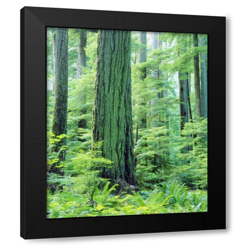 Canada, Vancouver Isl Old-growth Douglas Fir Black Modern Wood Framed Art Print by Talbot Frank, Christopher