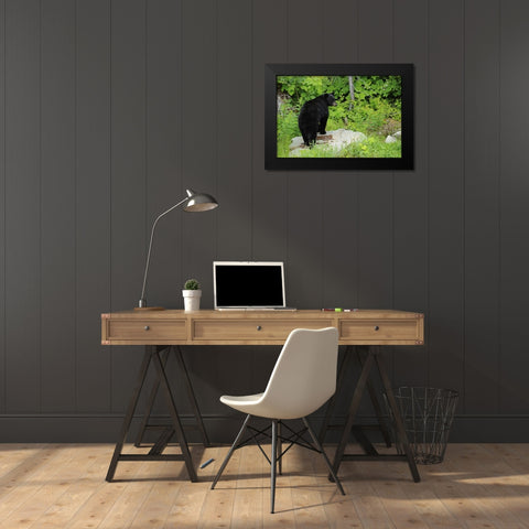 Canada, BC, Pemberton American black bear Black Modern Wood Framed Art Print by Grandmaison, Mike