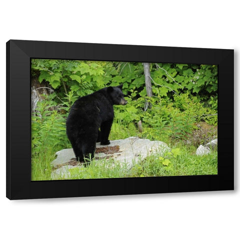 Canada, BC, Pemberton American black bear Black Modern Wood Framed Art Print by Grandmaison, Mike
