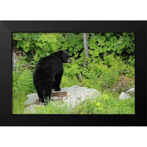 Canada, BC, Pemberton American black bear Black Modern Wood Framed Art Print by Grandmaison, Mike