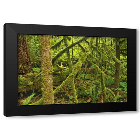 Canada, BC ,Mossy trees in Cathedral Grove Black Modern Wood Framed Art Print by Grandmaison, Mike