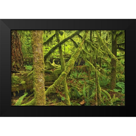 Canada, BC ,Mossy trees in Cathedral Grove Black Modern Wood Framed Art Print by Grandmaison, Mike