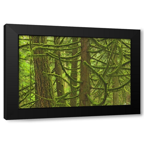 Canada, BC ,Mossy trees in Cathedral Grove Black Modern Wood Framed Art Print with Double Matting by Grandmaison, Mike