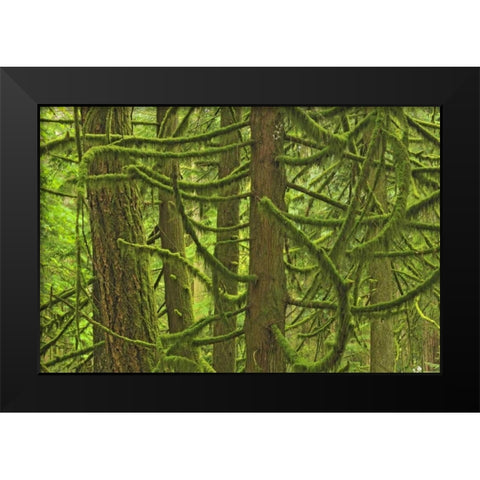 Canada, BC ,Mossy trees in Cathedral Grove Black Modern Wood Framed Art Print by Grandmaison, Mike