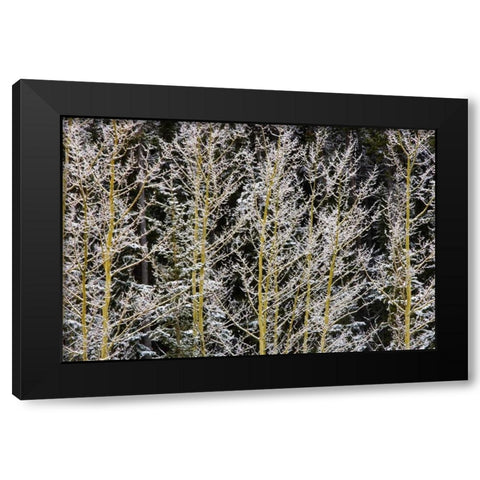 Canada, BC, Mt Robson PP Hoarfrost on aspens Black Modern Wood Framed Art Print with Double Matting by Grandmaison, Mike