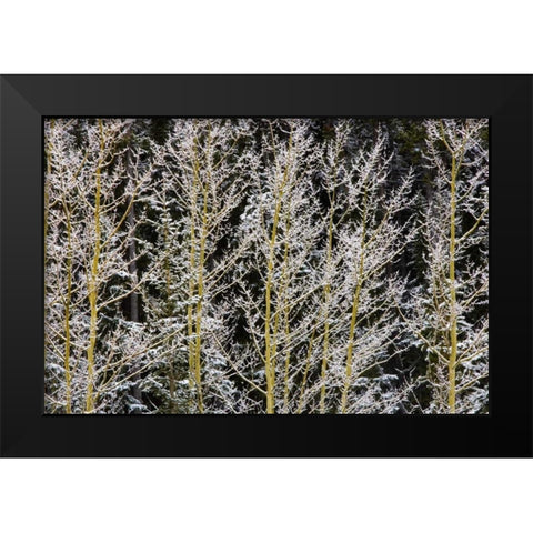 Canada, BC, Mt Robson PP Hoarfrost on aspens Black Modern Wood Framed Art Print by Grandmaison, Mike