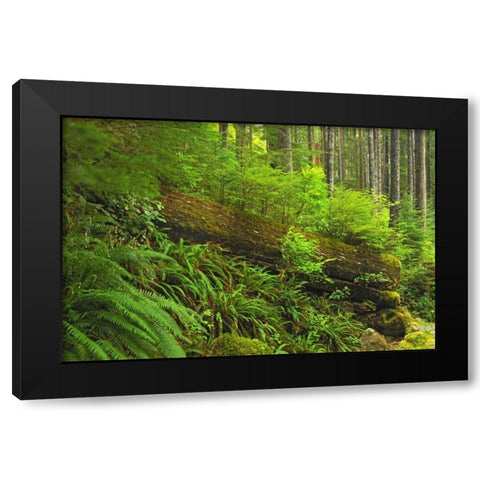 Canada, BC, Plants growing on log in rain forest Black Modern Wood Framed Art Print by Grandmaison, Mike