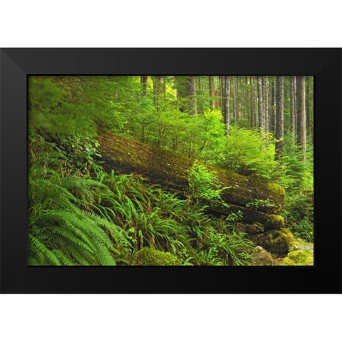 Canada, BC, Plants growing on log in rain forest Black Modern Wood Framed Art Print by Grandmaison, Mike