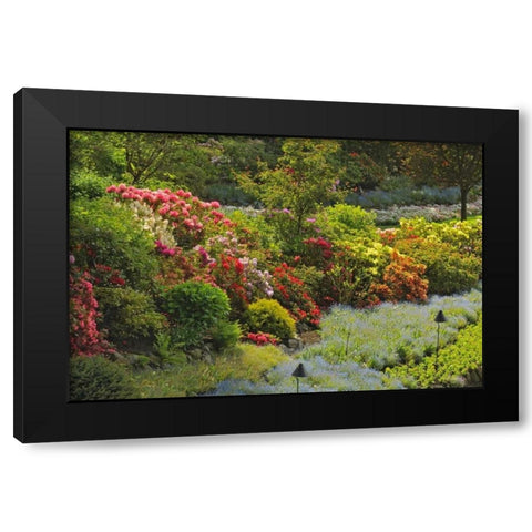 Canada, BC, Vancouver Blooming flowers Black Modern Wood Framed Art Print with Double Matting by Grandmaison, Mike