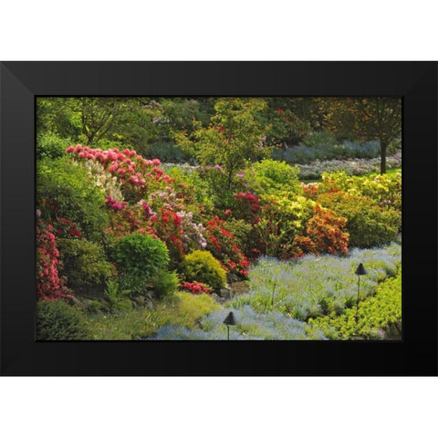 Canada, BC, Vancouver Blooming flowers Black Modern Wood Framed Art Print by Grandmaison, Mike
