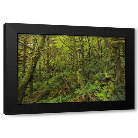 Canada, BC, Golden Ears PP Coastal rain forest Black Modern Wood Framed Art Print by Grandmaison, Mike