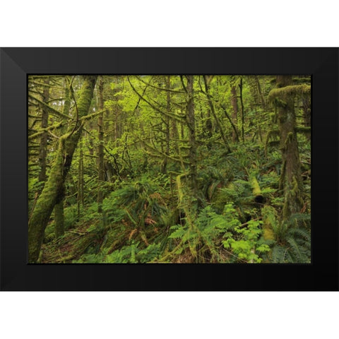 Canada, BC, Golden Ears PP Coastal rain forest Black Modern Wood Framed Art Print by Grandmaison, Mike
