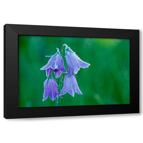 Canada-British Columbia-Valemount Forest on harebell flowers Black Modern Wood Framed Art Print by Jaynes Gallery