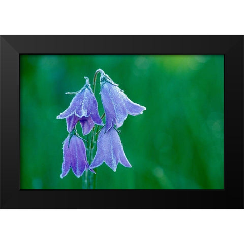Canada-British Columbia-Valemount Forest on harebell flowers Black Modern Wood Framed Art Print by Jaynes Gallery