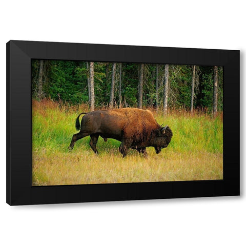 Canada-British Columbia-Coal River Wood bison close-up Black Modern Wood Framed Art Print by Jaynes Gallery